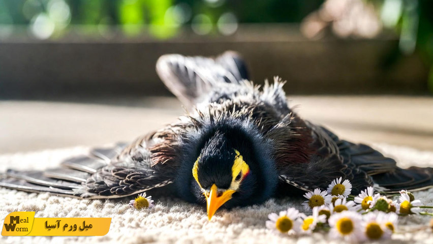 اسهال در مرغ مینا