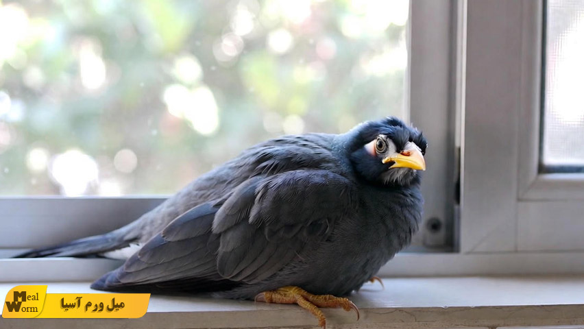 اسهال در مرغ مینا