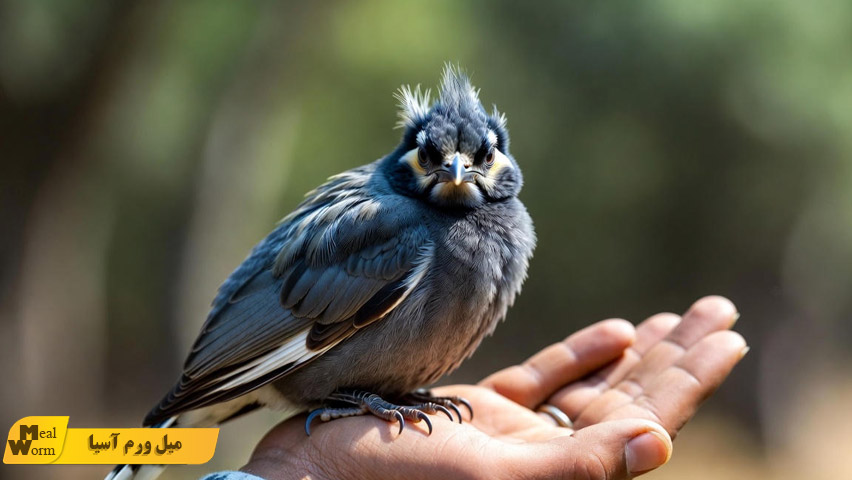 چرا مرغ مینا بی حال می شود