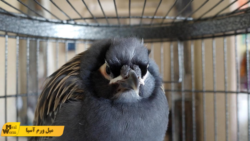 چرا مرغ مینا بی حال می شود