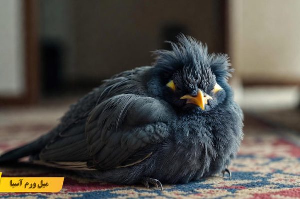 چرا مرغ مینا بی‌ حال می ‌شود؟