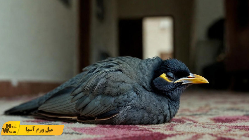 چرا مرغ مینا بی حال می شود