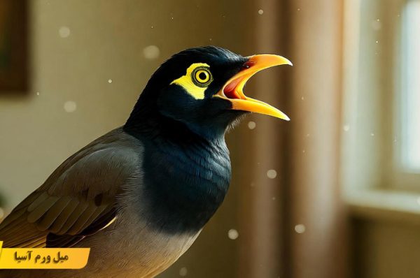 سخنگو کردن مرغ مینا