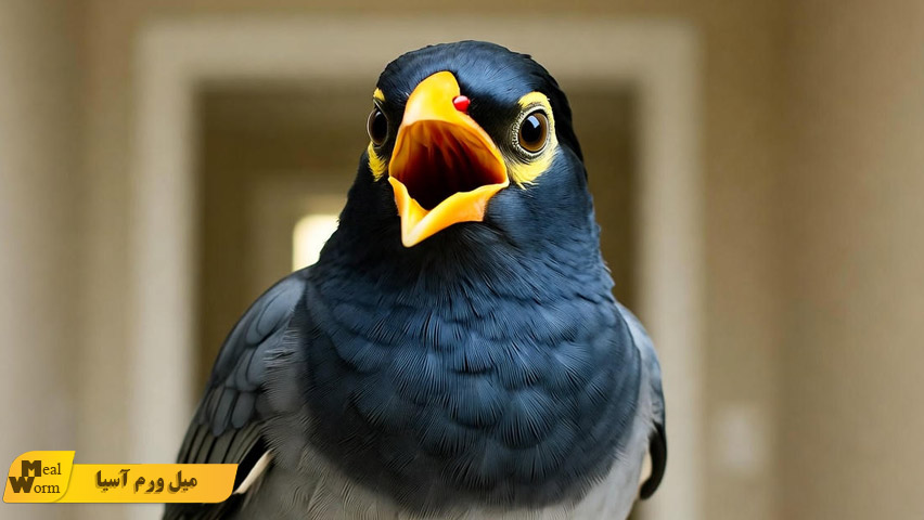 سخنگو کردن مرغ مینا