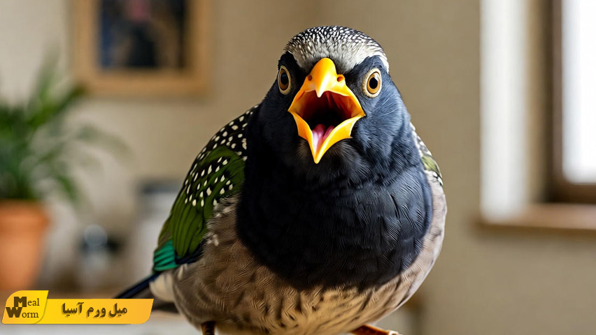 سخنگو کردن مرغ مینا