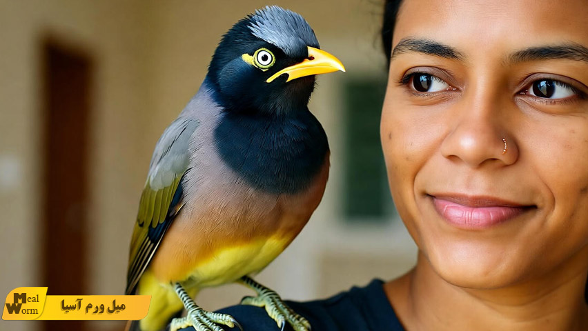 سخنگو کردن مرغ مینا