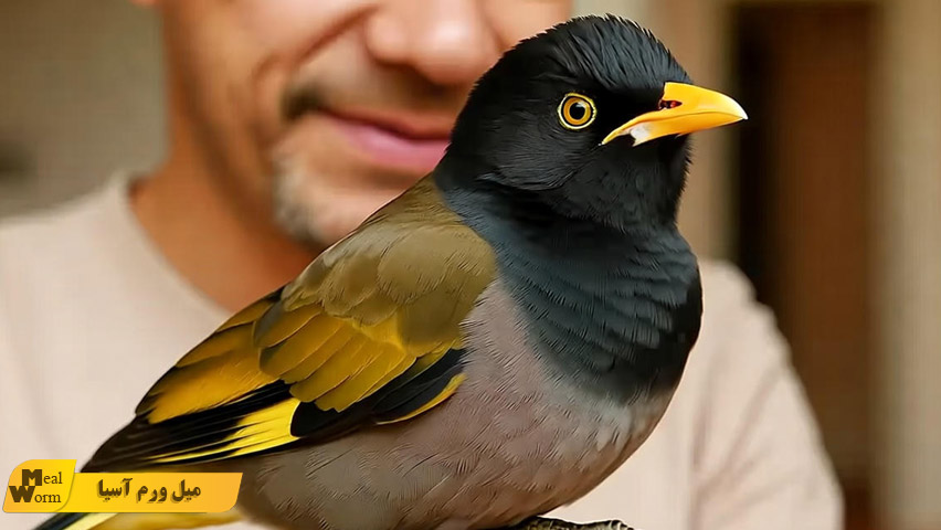 سخنگو کردن مرغ مینا