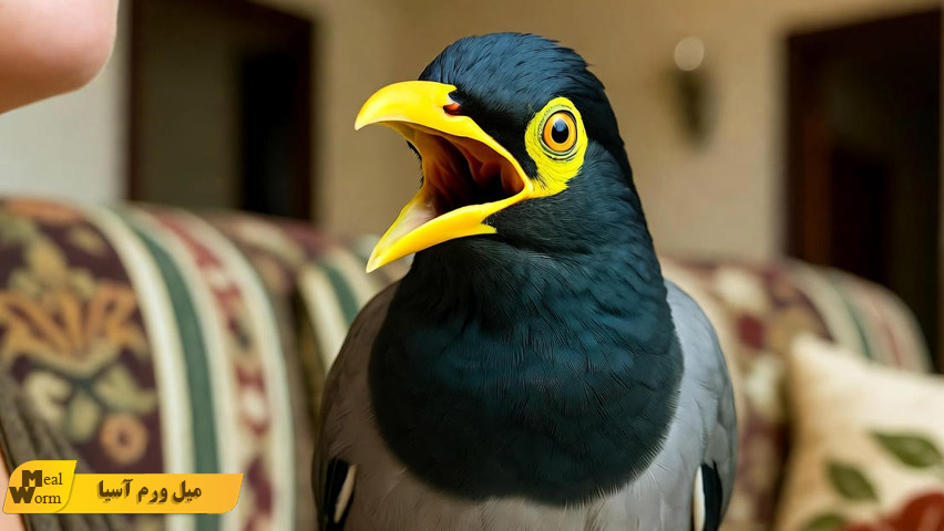 سخنگو کردن مرغ مینا