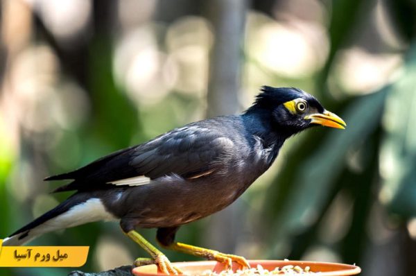 تقویت سیستم ایمنی مرغ مینا