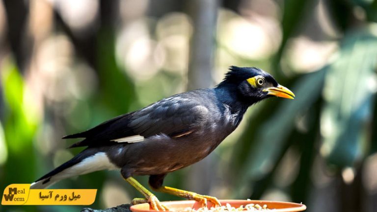 تقویت سیستم ایمنی مرغ مینا