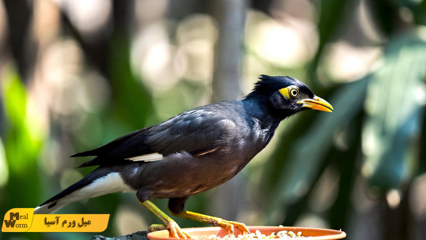 تقویت سیستم ایمنی مرغ مینا