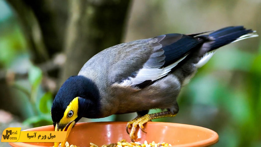 تقویت سیستم ایمنی مرغ مینا