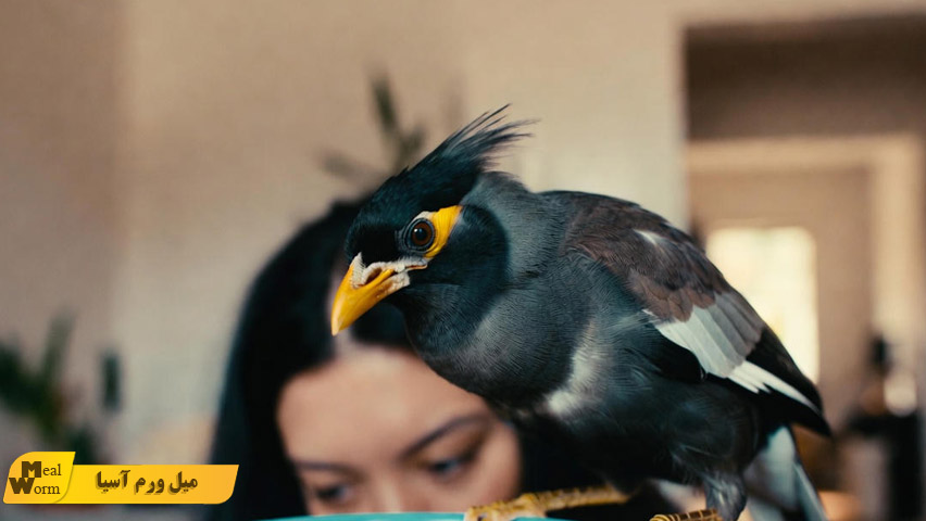 تقویت سیستم ایمنی مرغ مینا