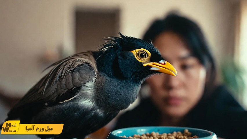 تقویت سیستم ایمنی مرغ مینا