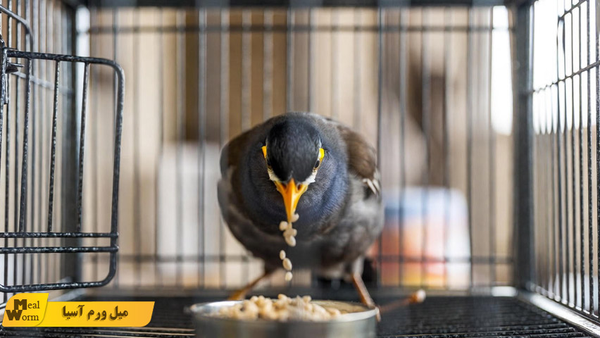 تقویت سیستم ایمنی مرغ مینا