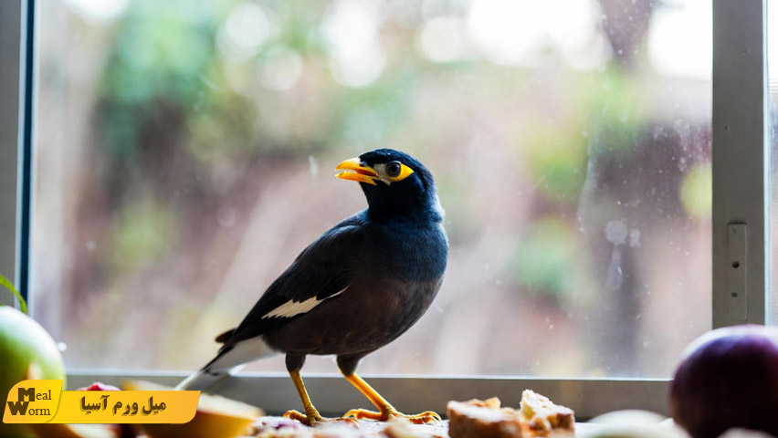 تقویت سیستم ایمنی مرغ مینا