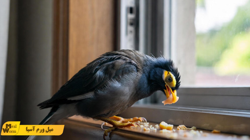 تقویت سیستم ایمنی مرغ مینا