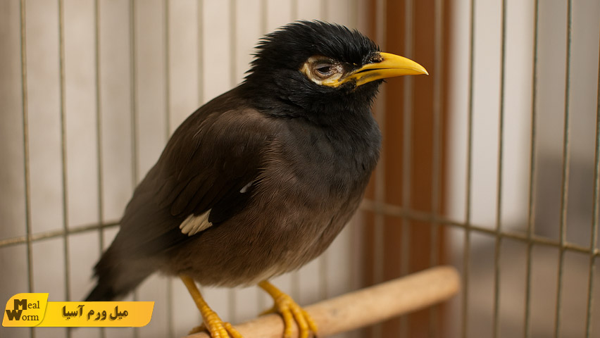 درمان سرماخوردگی مرغ مینا