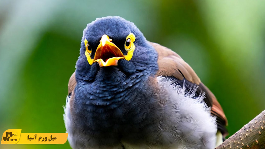 درمان سرماخوردگی مرغ مینا