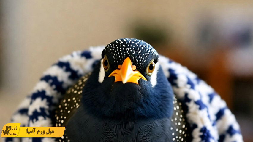 درمان سرماخوردگی مرغ مینا