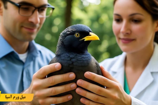 چه زمانی مرغ مینا را به دامپزشکی ببریم؟