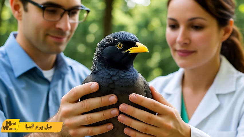 چه زمانی مرغ مینا را به دامپزشکی ببریم؟