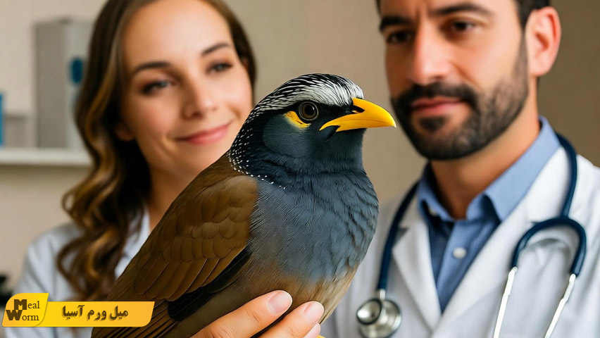 چه زمانی مرغ مینا را به دامپزشکی ببریم؟