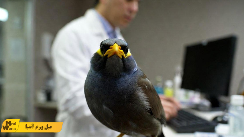 راهنمای مصرف آنتی بیوتیک در مرغ مینا