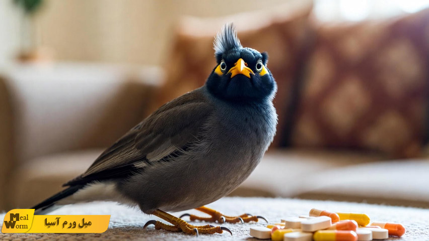 راهنمای مصرف آنتی بیوتیک در مرغ مینا