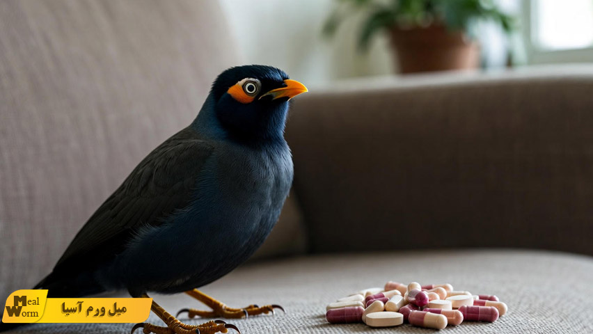 راهنمای مصرف آنتی بیوتیک در مرغ مینا