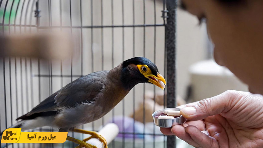 راهنمای مصرف آنتی بیوتیک در مرغ مینا