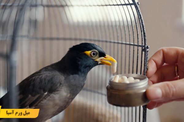 راهنمای مصرف آنتی بیوتیک در مرغ مینا