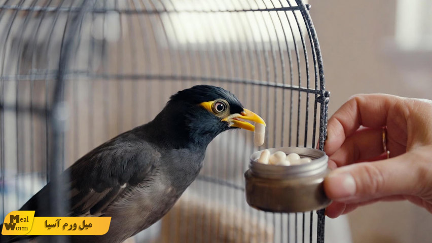 راهنمای مصرف آنتی بیوتیک در مرغ مینا