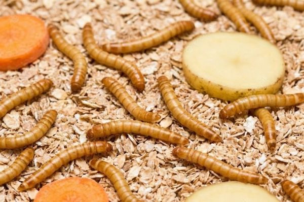 بررسی کامل ارزش غذایی میلورم