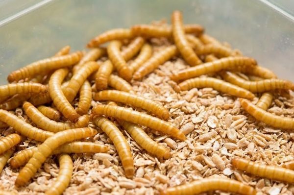 کرم میلورم را ازکجا تهیه کنیم