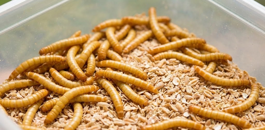 کرم میلورم را ازکجا تهیه کنیم