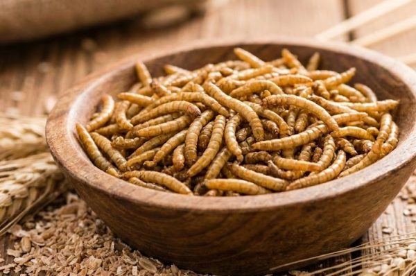 پروتئین میلورم