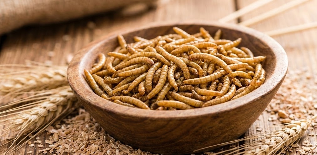 پروتئین میلورم